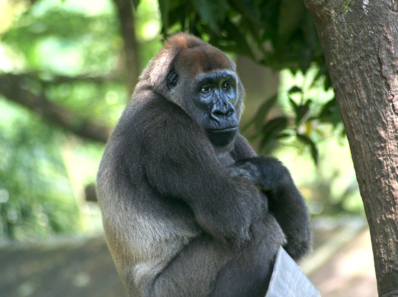 Cross-River-Gorilla in Kamerun