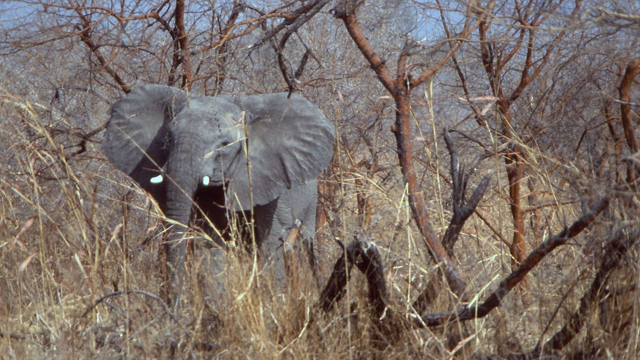 Elefant im Waza-Nationalpark, Kamerun