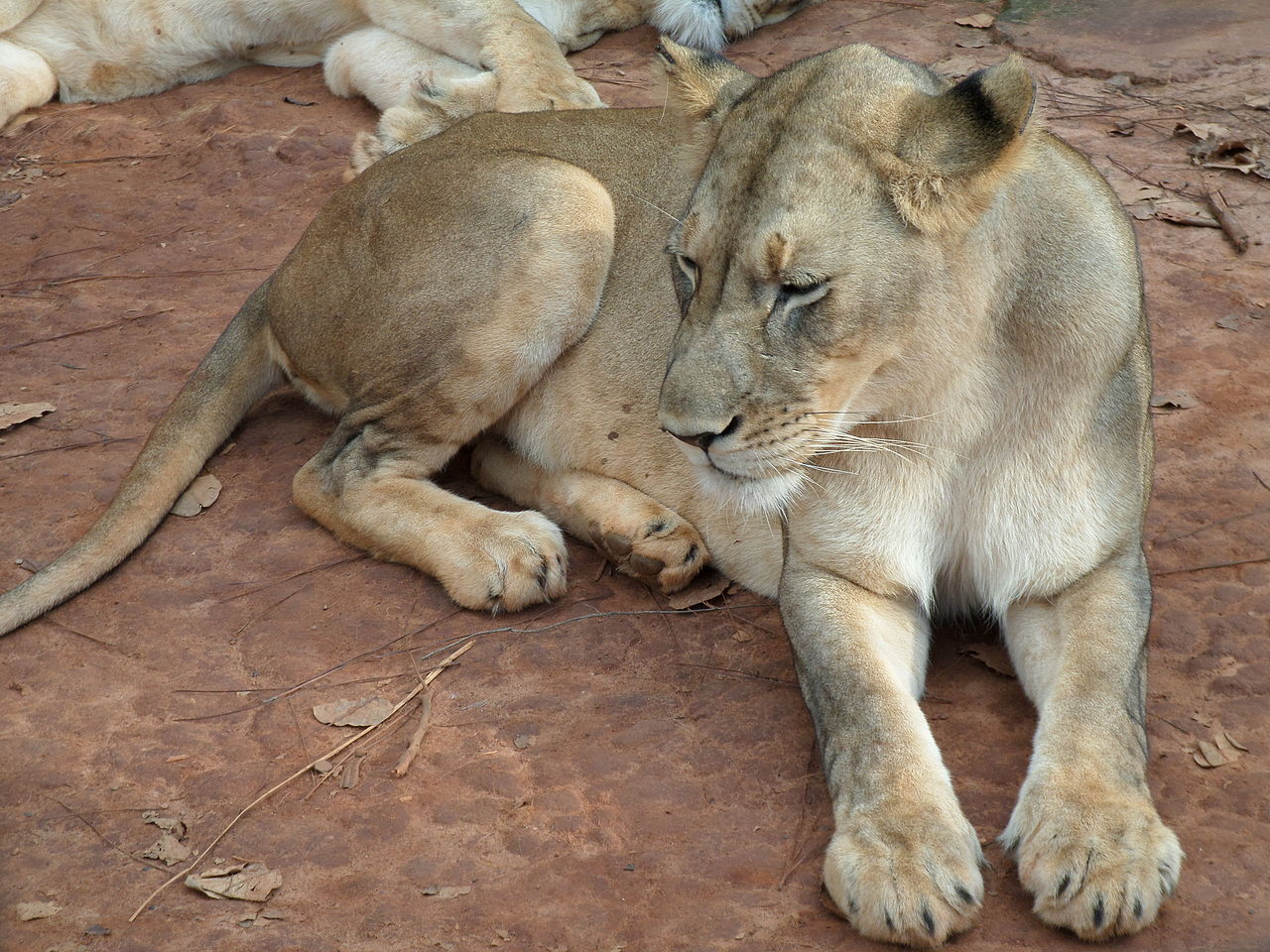 Löwin in Kamerun