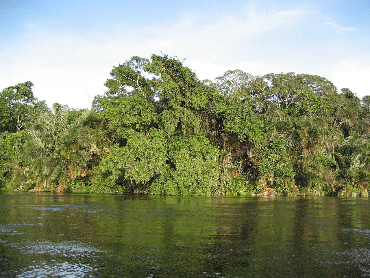 Ufer des Flusses Alima, Republik Kongo