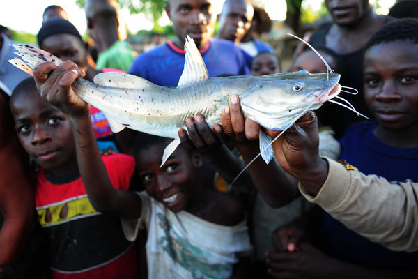 Fisch, Malawi, gefangen