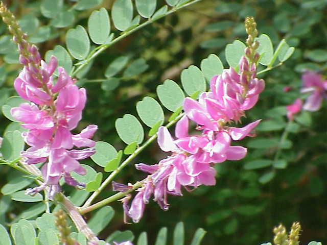 Indigopflanze Indigofera tinctoria