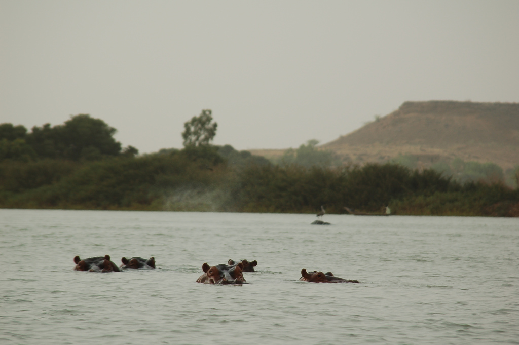 Flusspferde im Niger
