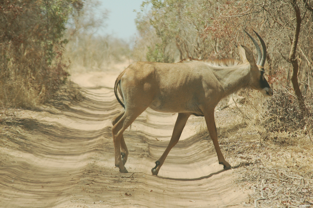 Pferdeantilope im Nationalpark W in Niger