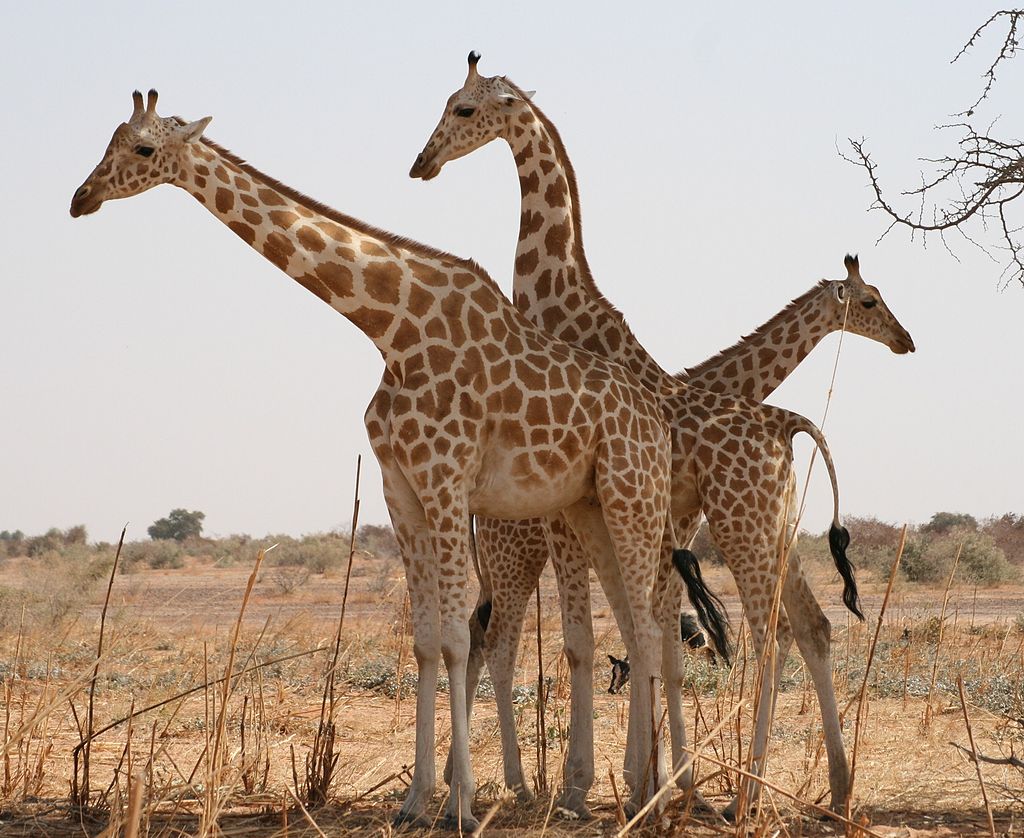 Westafrikanische Giraffen oder Nigergiraffen