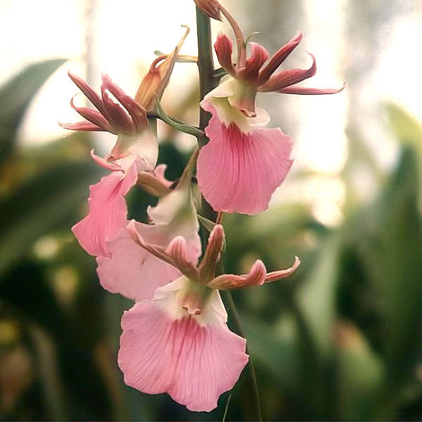 Orchidee Eulophia guineensis