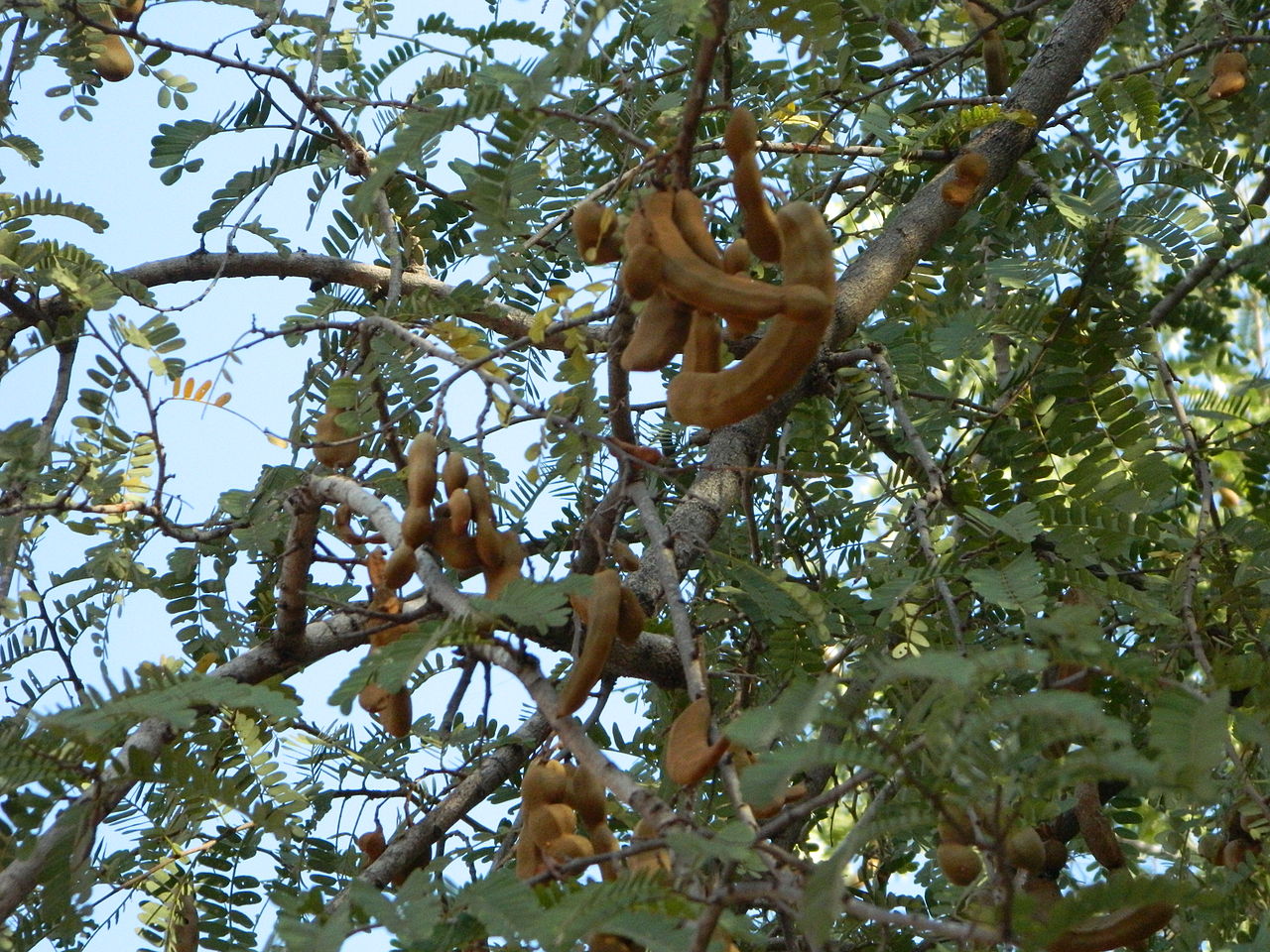 Tamarindenbaum mit Früchten