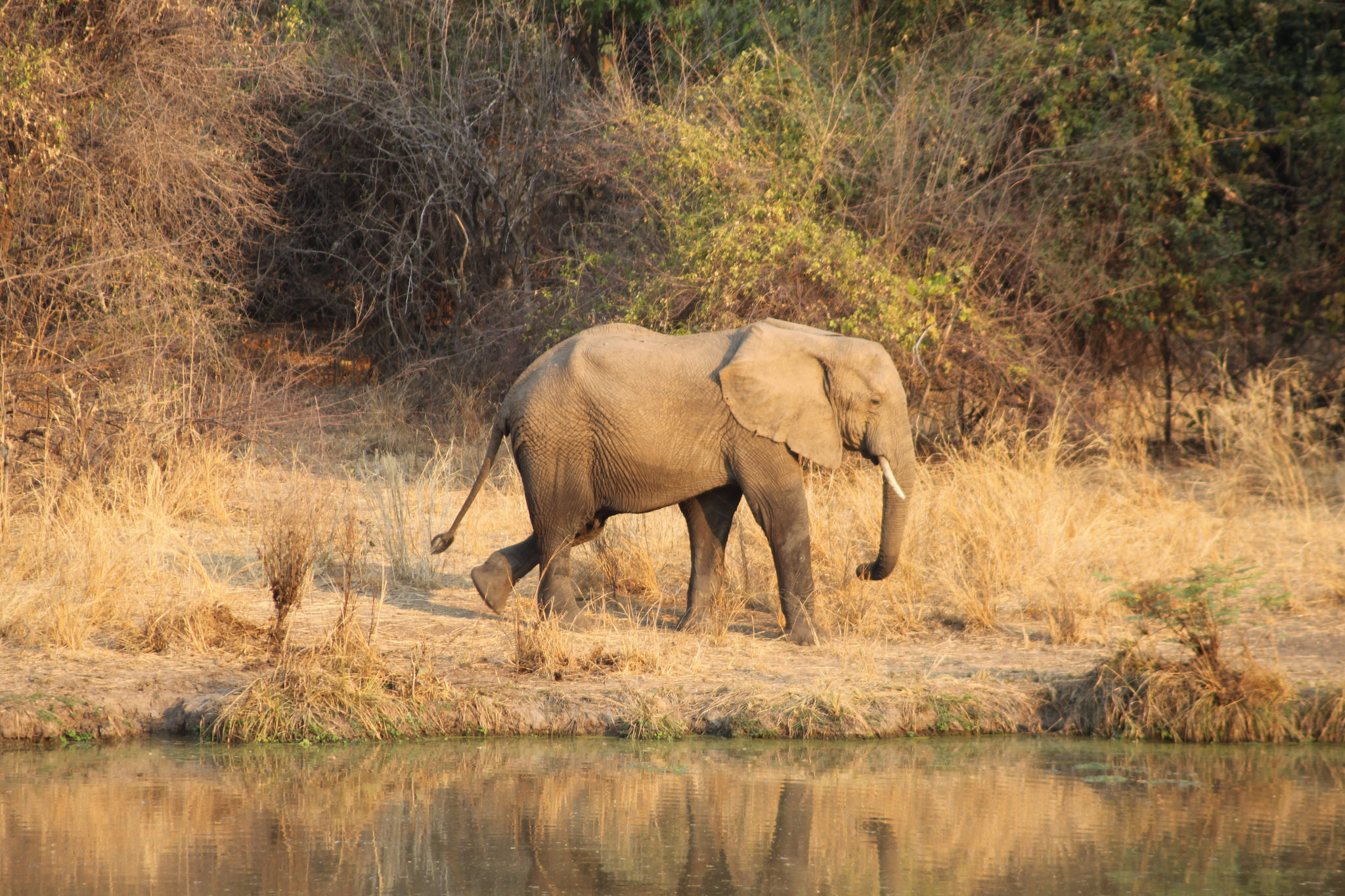 Kinderweltreise ǀ Sambia Tiere Pflanzen