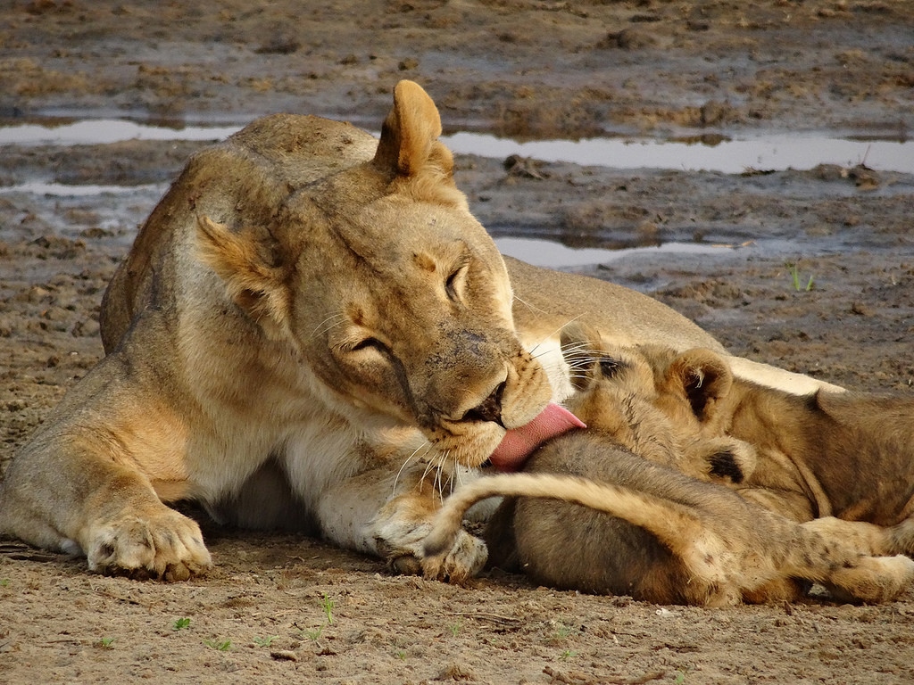 Kinderweltreise ǀ Sambia Tiere Pflanzen