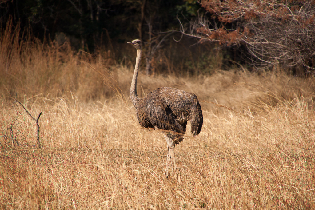 Kinderweltreise ǀ Sambia Tiere Pflanzen