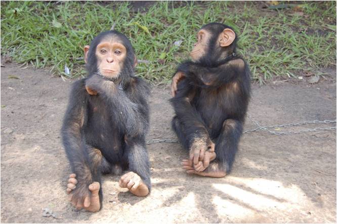 Zwei kleine Schimpansen aus der Zentralafrikanischen Republik