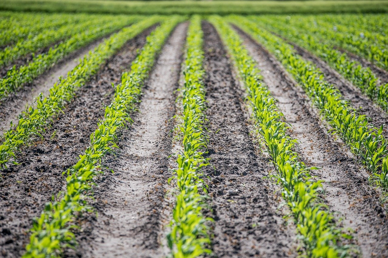 Kinderweltreise ǀ Deutschland - Landwirtschaft in Niedersachsen