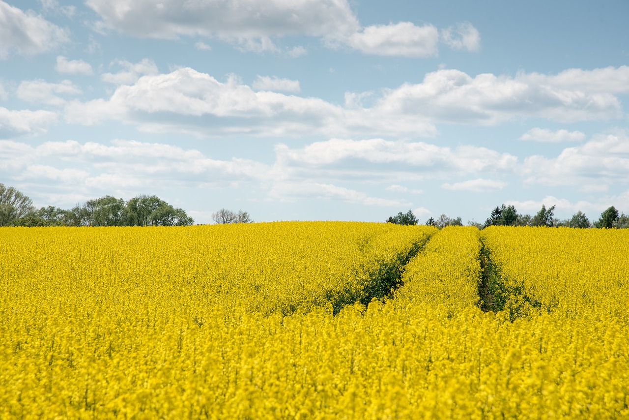 Kinderweltreise ǀ Deutschland - Landwirtschaft in Niedersachsen