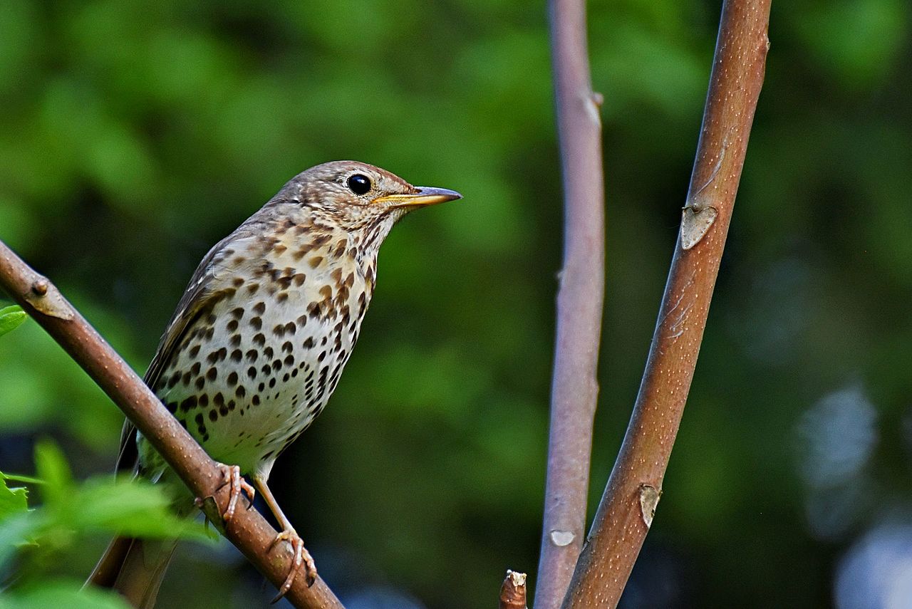 Kinderweltreise ǀ Deutschland Vögel in SachsenAnhalt