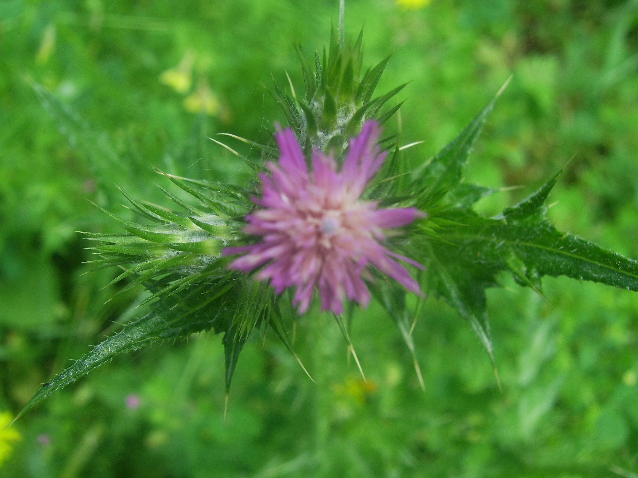 Kinderweltreise ǀ Syrien Tiere & Pflanzen