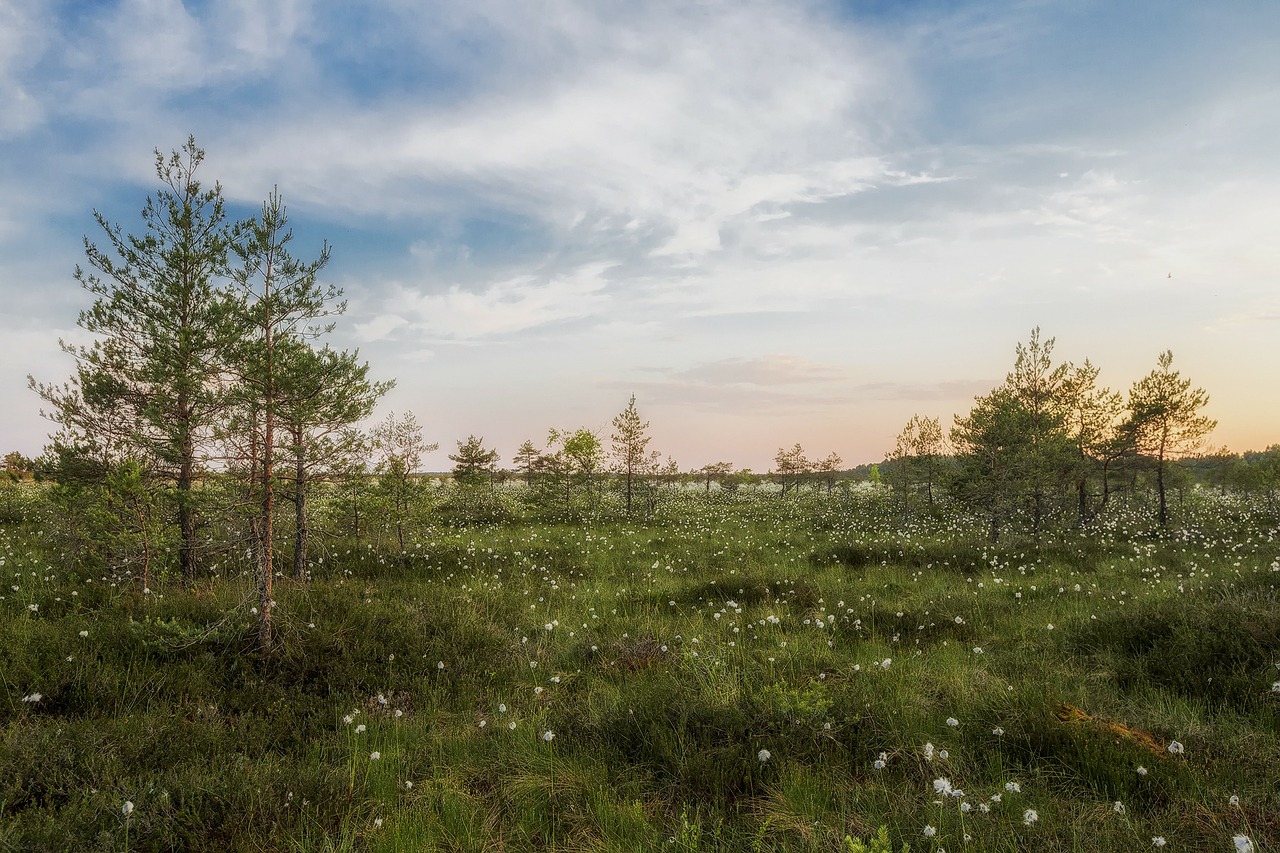 Kinderweltreise ǀ Estland Land