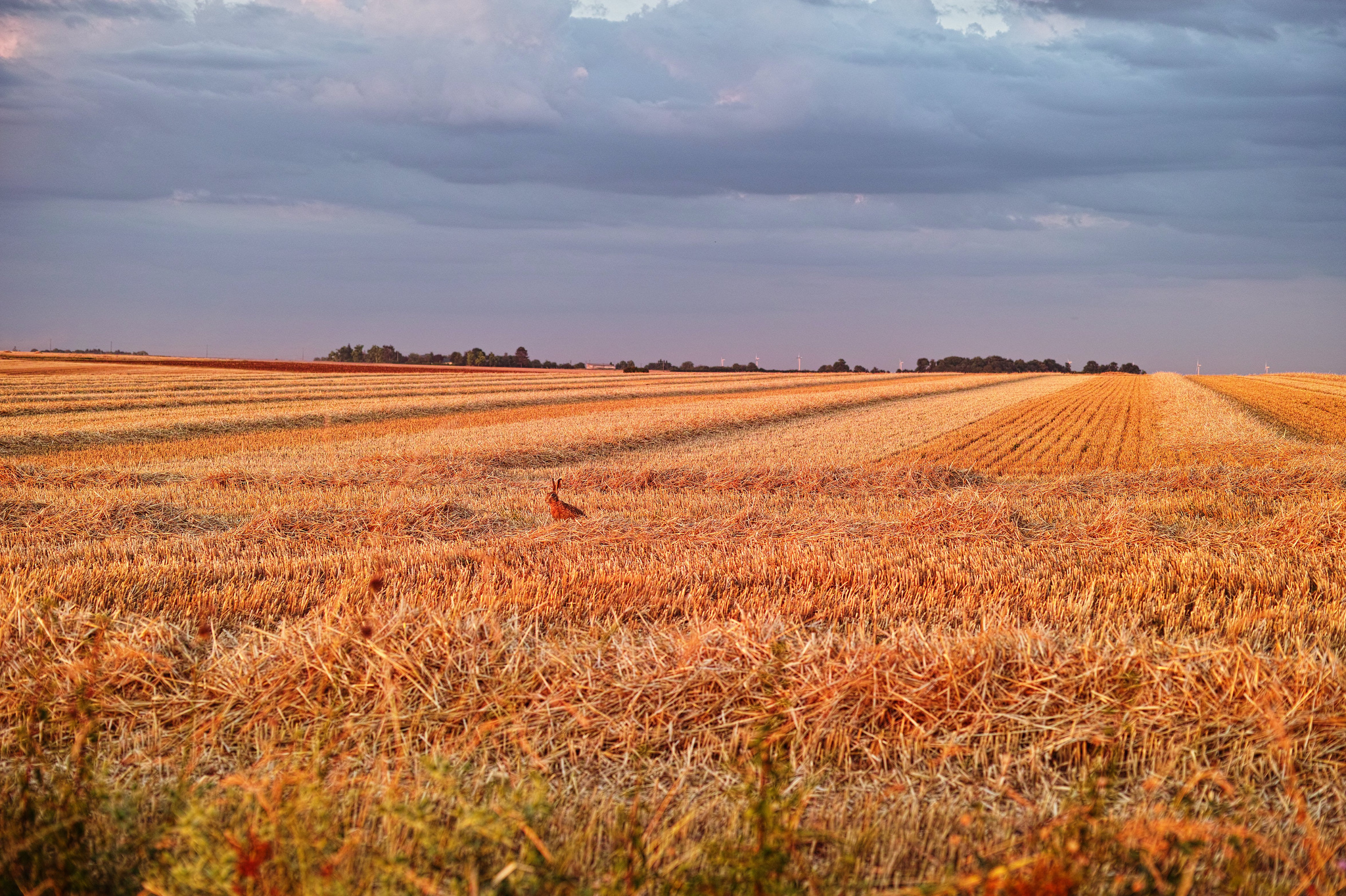 Frankreich Frankreich Feiert Neues F r Kinder Badische Zeitung Frankreich Frankreich Feiert Neues F r Kinder Badische Zeitung