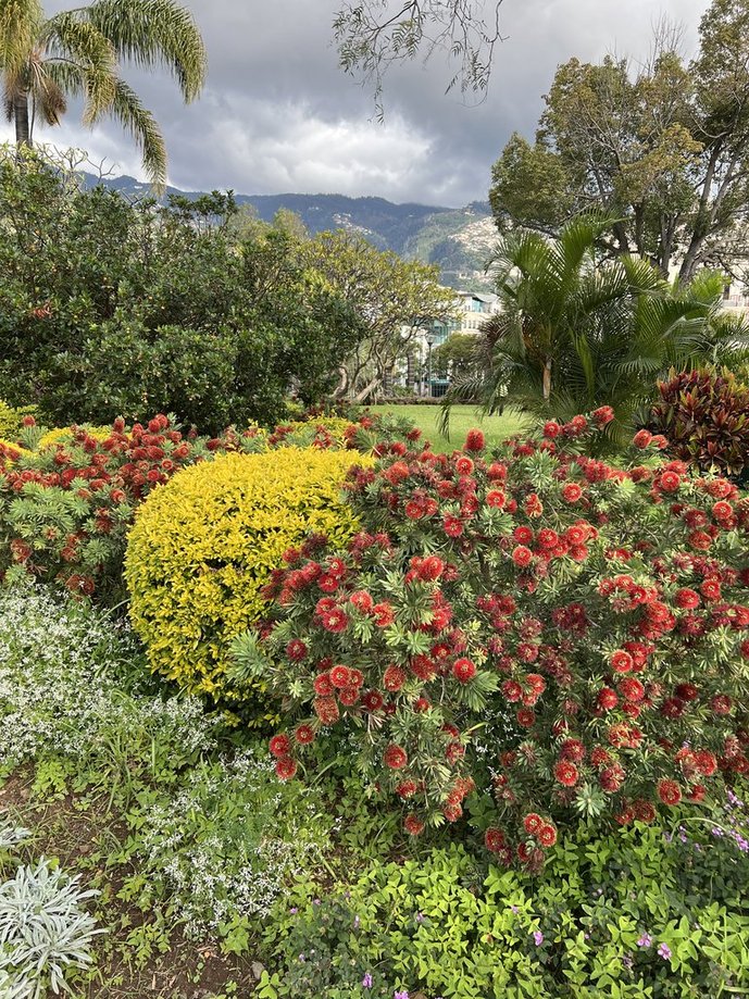 Blumen in Madeira Blumeninsel Madeira