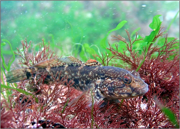Grundel im Schwarzen Meer