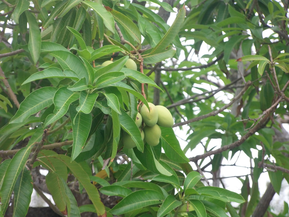 Mangobaum in Belize