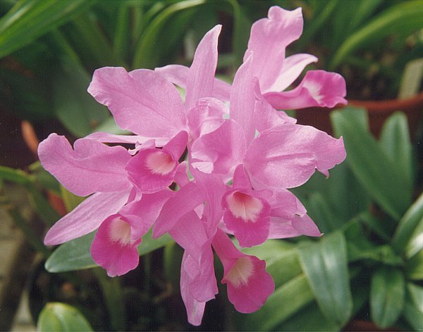 Orchideee Guariamorada