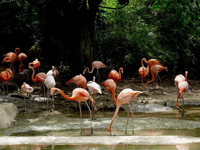 Flamingos in der Dominikanischen Republik