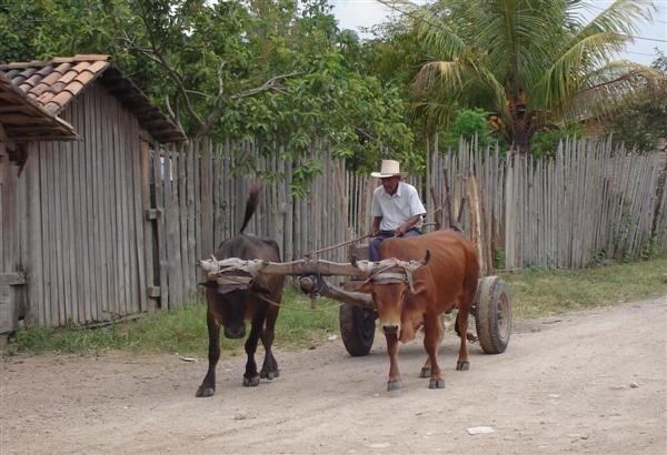 Ochsenfuhrwerk in Honduras