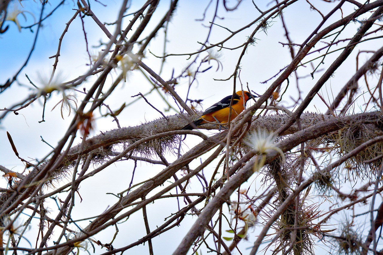 Vogel in Honduras