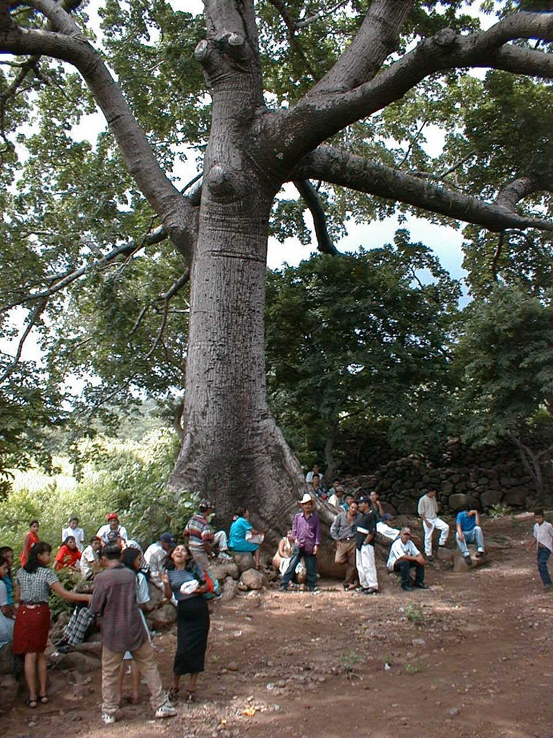 Ceiba-Baum in Honduras