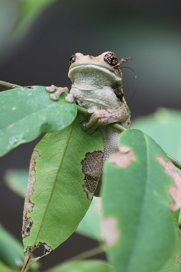 Giftlaubfrosch in Honduras
