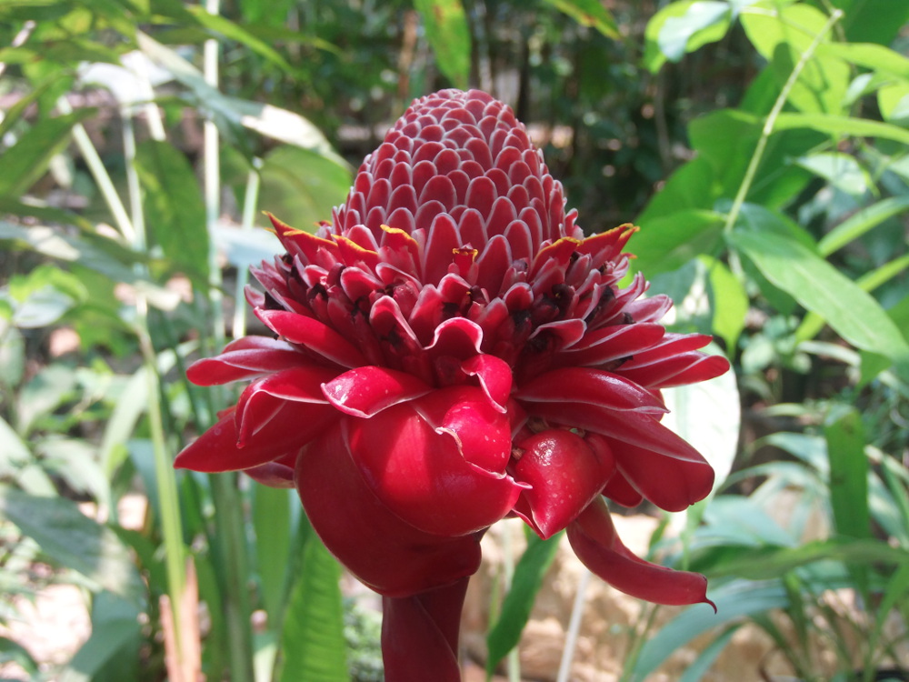 Rote Blume in Roatan