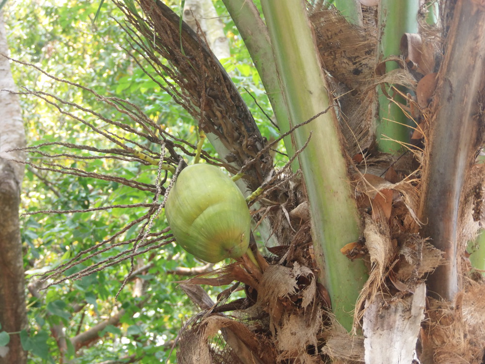 Kokospalme in Honduras