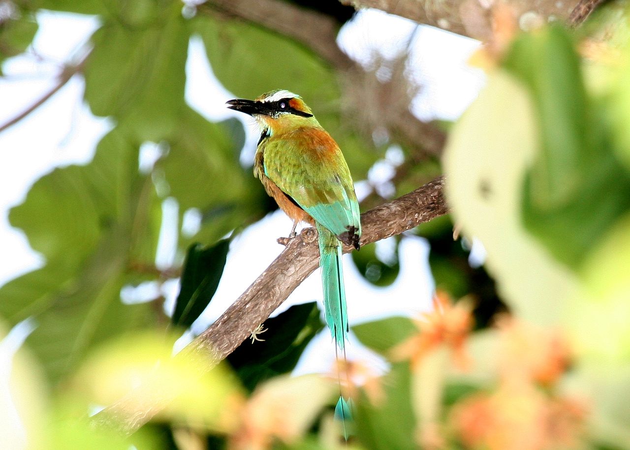 Türkisbrauen-Motmot in Honduras
