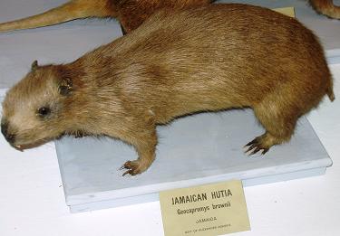 Jamaika-Hutia