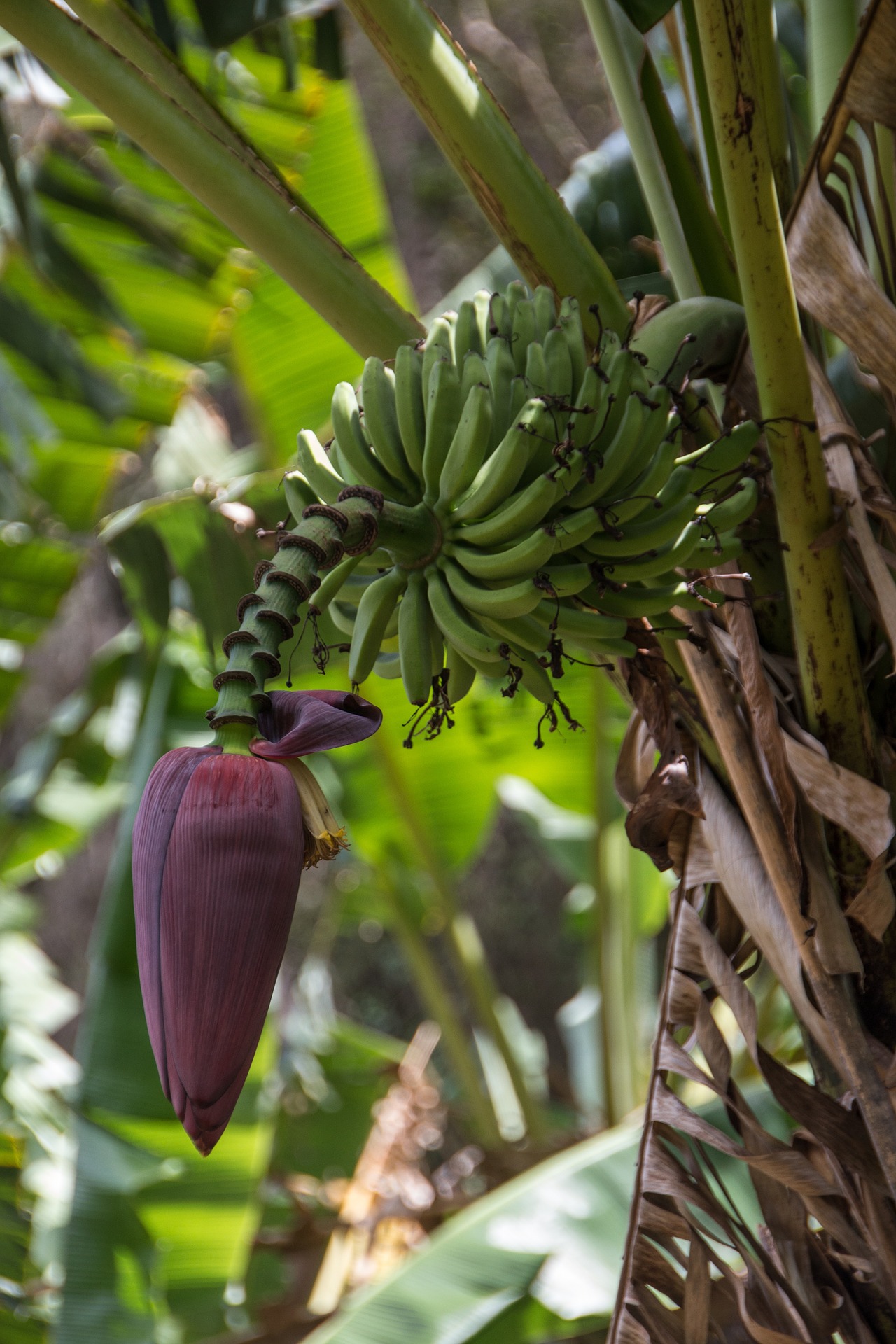 Bananen auf Kuba