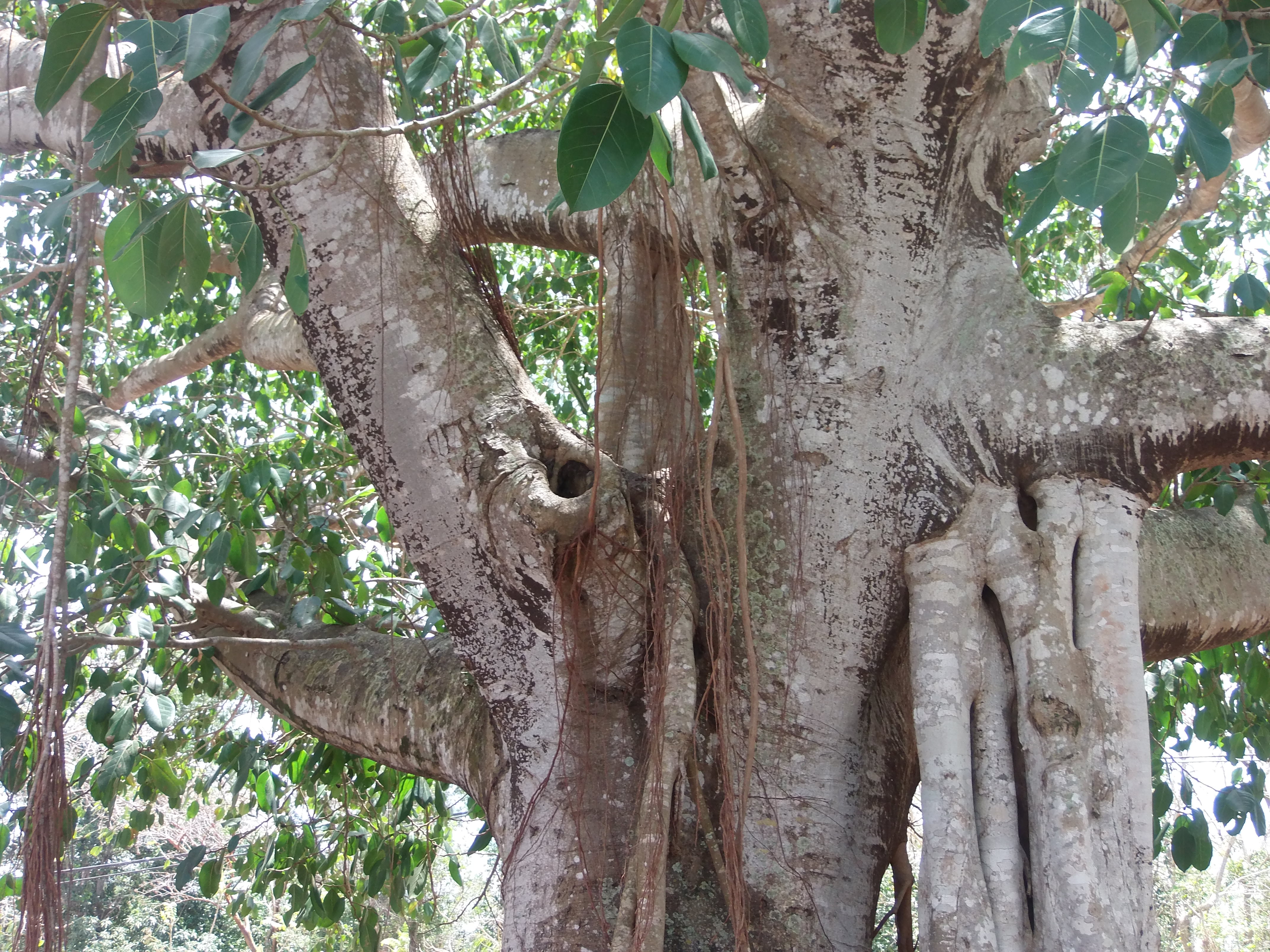 Lianen an einem Baum in Kuba