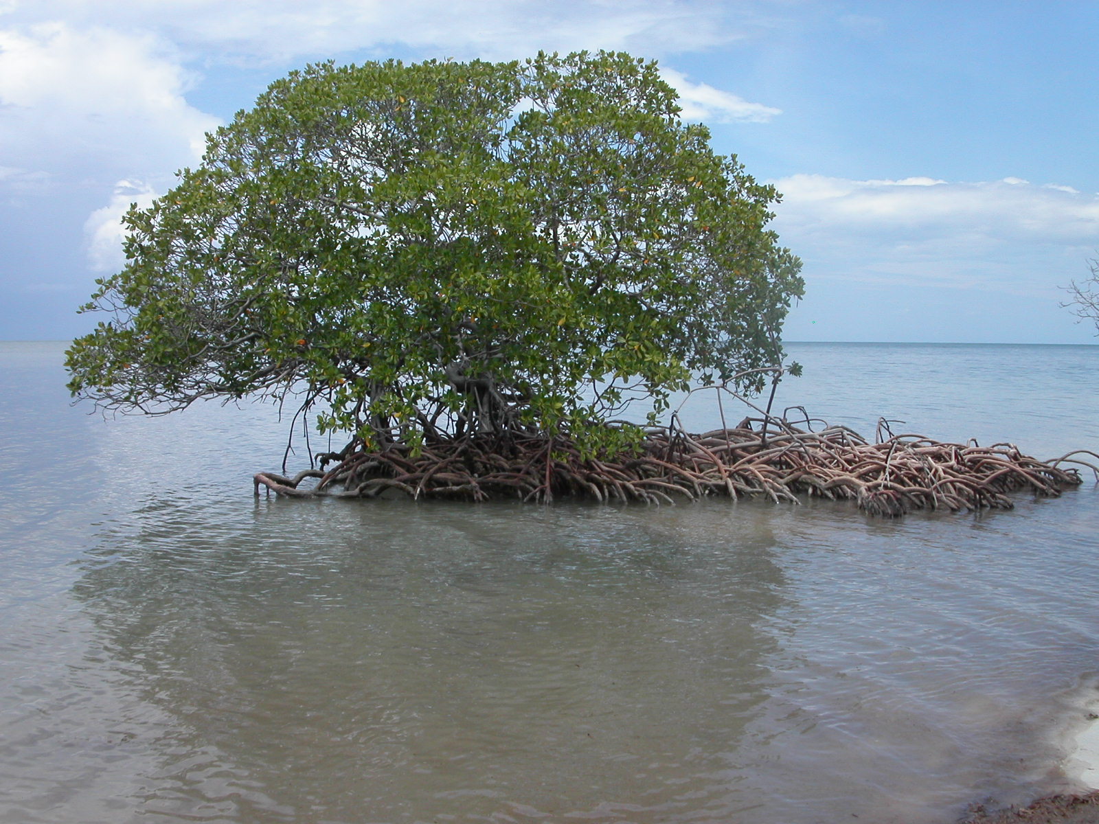 Mangrove auf Kuba