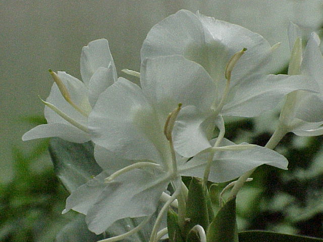 Schmetterlingsblume Hedychium coronarium