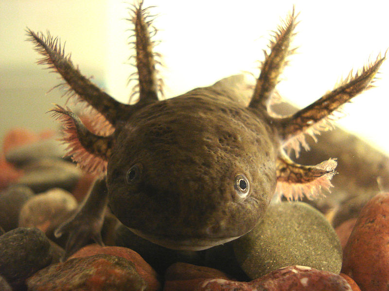 Axolotl aus Mexiko