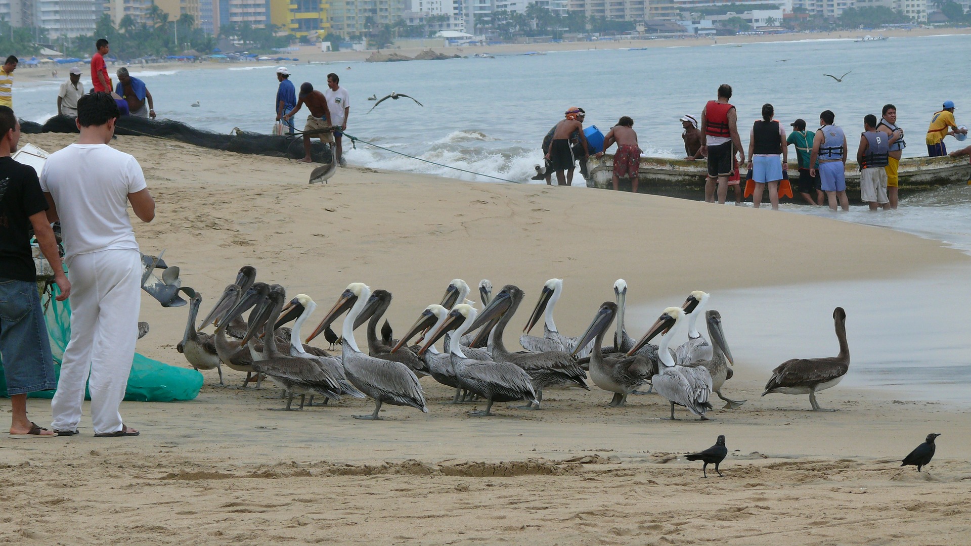 Pelikane in Acapulco