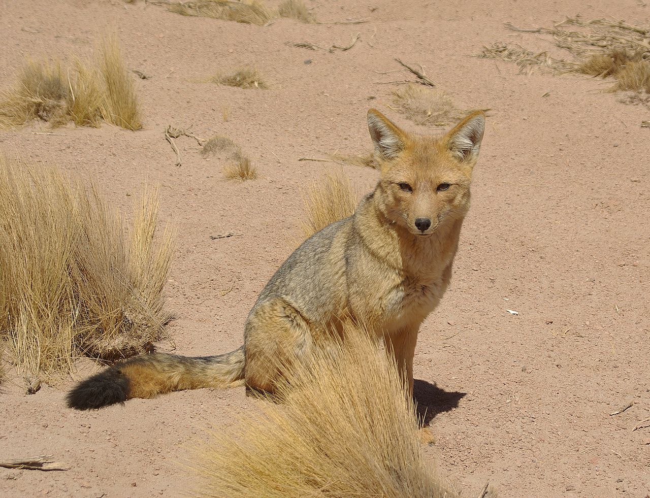 Kinderweltreise ǀ Chile - Tiere & Pflanzen