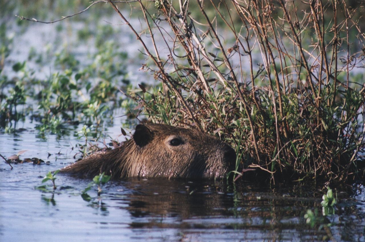 Kinderweltreise Ç€ Paraguay Tiere Pflanzen